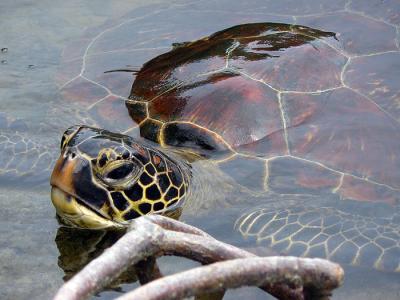 GP0310SM249_punta-espinoza-fernandina-turtle.jpg image