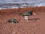 Image: American oystercatcher - The uninhabited islands