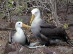 Waved albatross