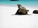 Image: Sea lion - The uninhabited islands