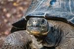 Giant tortoise