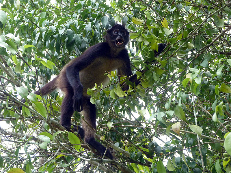 GU0916NL222_tikal-spider-monkey.jpg [© Last Frontiers Ltd]