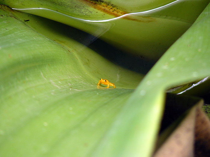 GY0408RB239_golden_frog_kaieteur_falls.jpg [© Last Frontiers Ltd]