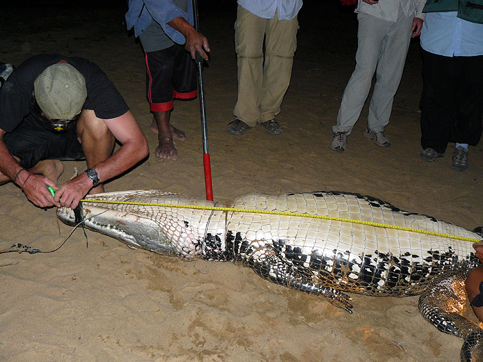 GY0409SM478_black-caiman-tagging-caiman-house.jpg [© Last Frontiers Ltd]