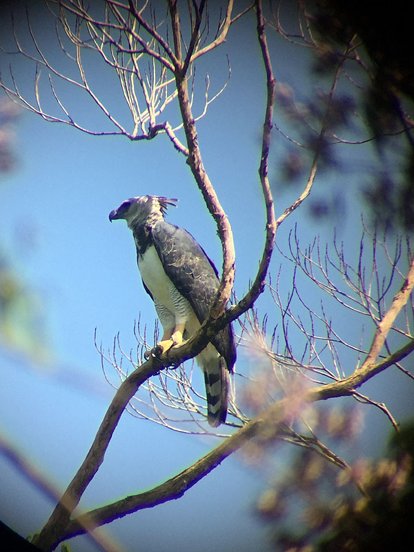 GY0917ED329_harpy-eagle.jpg [© Last Frontiers Ltd]