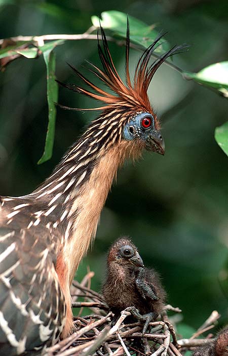 HOATZIN_AND_CHICK.jpg [© Last Frontiers Ltd]