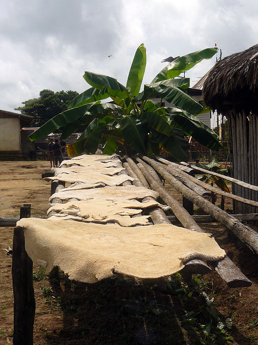 SR0408RB390_cassava_at_kwamalasamutu.jpg [© Last Frontiers Ltd]