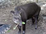 Tapir - The Rupununi savannas, Guianas