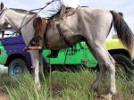 Image: Karanambu - The Rupununi savannas