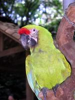 Image: Copn Bird Park - Copn and the West