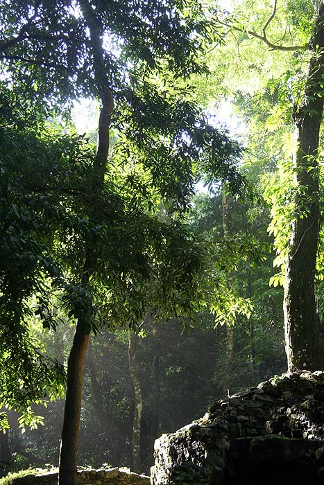 MX0906EP282_palenque.jpg [© Last Frontiers Ltd]