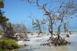 Image: Isla Holbox - Isla Holbox