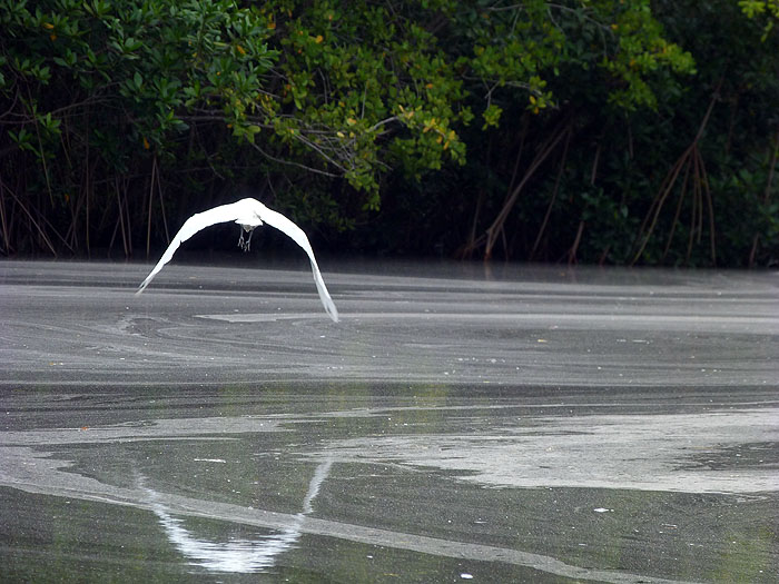 NI0913SM0607_juan-venado-and-mangroves-heron.jpg [© Last Frontiers Ltd]