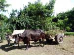 Image: Finca San Juan de la Isla - Granada and Ometepe