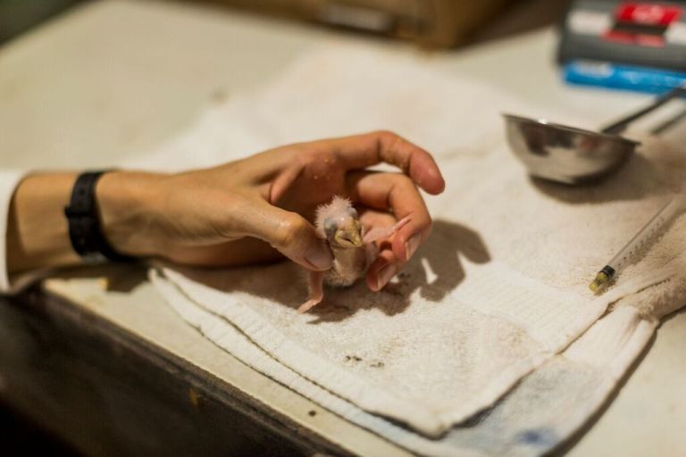 PE0118RX008_tambopata-research-centre-macaw-project-first-chick.jpg [© Last Frontiers Ltd]