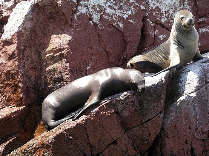 PE0407RB124_ballestas_islands.jpg [© Last Frontiers Ltd]