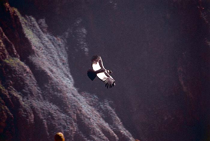 PE0599EPB30_colca_condor.jpg [© Last Frontiers Ltd]