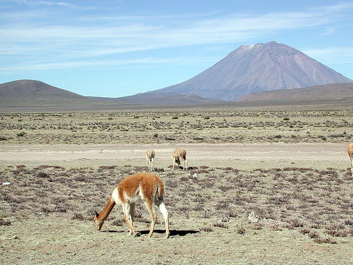 PE0602TR0012_vicunas.jpg [© Last Frontiers Ltd]