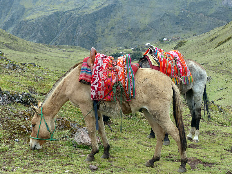 PE1014JL0903_mlp_lares_day5_huacahuasi_to_patacancha.jpg [© Last Frontiers Ltd]