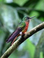 Image: Chestnut-breasted coronet - Machu Picchu