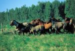 Horses - Inland and the North, Uruguay