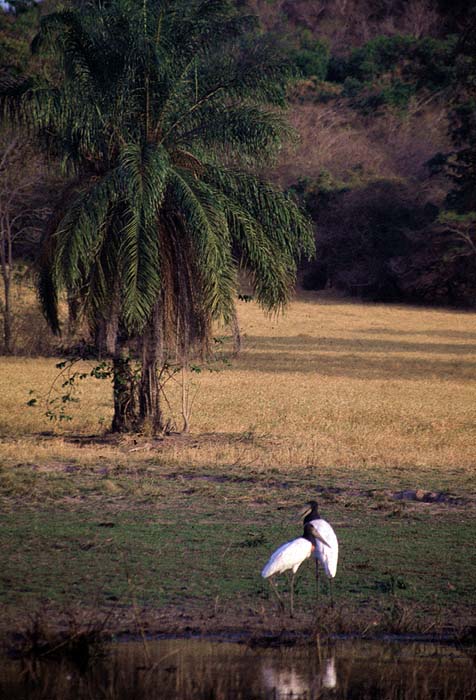 VE0492EP_jabiru_pinero.jpg [© Last Frontiers Ltd]