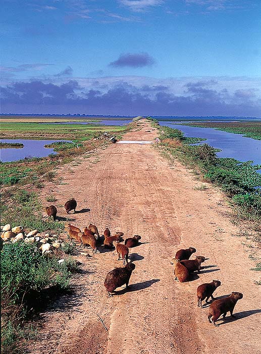 VE0594EPB49_capybaras.jpg [© Last Frontiers Ltd]