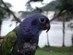 Image: Blue-headed parrot - Canaima and Angel Falls